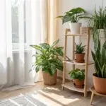 Sun-drenched interior scene showcasing a collection of popular air purifying house plants arranged to enhance a bright, serene room. Featured plants include a large Chinese Evergreen (Aglaonema) or Dieffenbachia in a woven floor basket, a three-tiered wooden shelf displaying a Monstera-like plant in a white pot, a Dracaena variety, and another small leafy green in terracotta pots, plus a tall Snake Plant (Sansevieria) in a terracotta pot on a wooden stool. Natural light streams through sheer window curtains, illuminating the vibrant green foliage and promoting a healthy, fresh atmosphere.