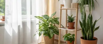 Sun-drenched interior scene showcasing a collection of popular air purifying house plants arranged to enhance a bright, serene room. Featured plants include a large Chinese Evergreen (Aglaonema) or Dieffenbachia in a woven floor basket, a three-tiered wooden shelf displaying a Monstera-like plant in a white pot, a Dracaena variety, and another small leafy green in terracotta pots, plus a tall Snake Plant (Sansevieria) in a terracotta pot on a wooden stool. Natural light streams through sheer window curtains, illuminating the vibrant green foliage and promoting a healthy, fresh atmosphere.