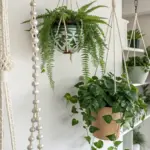 Bright indoor scene featuring a variety of lush wall hanging plants, including ferns and trailing greenery in decorative pots, suspended by macrame and beaded hangers against a white wall with shelving.