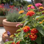 Multi-colored Lantana blooms, excellent examples of summer plants full sun outdoor, thriving in terracotta pots on a sunny stone patio alongside other heat-tolerant flowers.