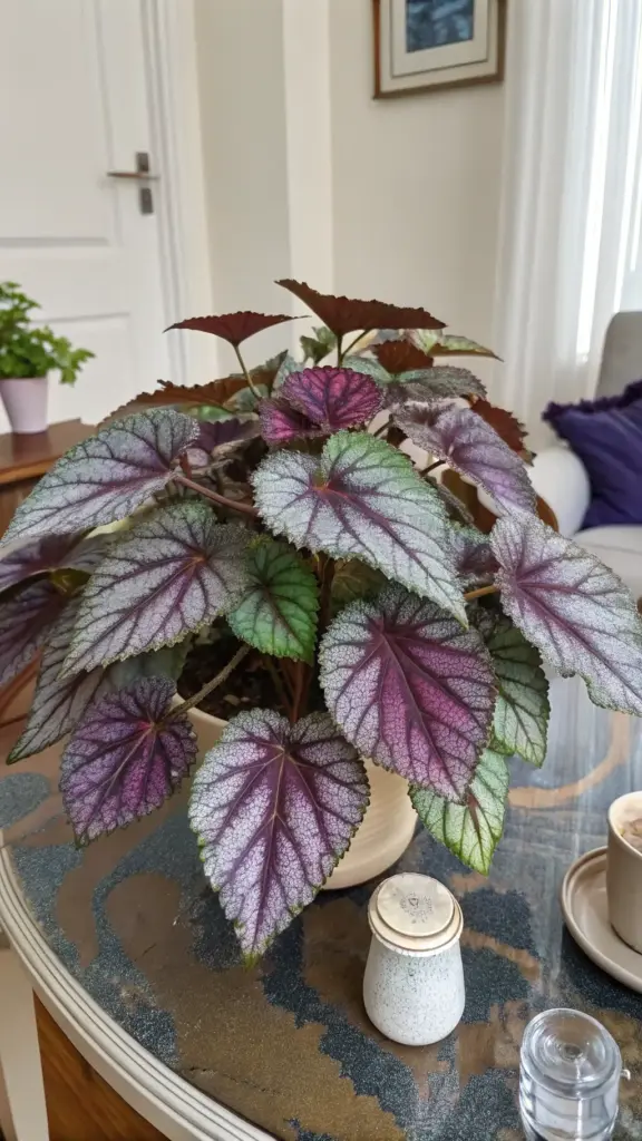 A vibrant Rex Begonia, showcasing a stunning house plants aesthetic, sits in a light-colored pot on a patterned glass table. Its large, textured leaves display a captivating mix of silvery-green, deep purple, and burgundy, with prominent veining. The background shows a softly lit interior with a white door and a glimpse of other home decor, enhancing the plant's decorative appeal.