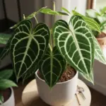 Lush Anthurium Clarinervium plant with prominent white veins on dark green, heart-shaped leaves in a white pot, ideal for learning how to Grow Anthurium Clarinervium indoors.