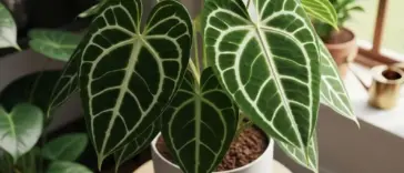 Lush Anthurium Clarinervium plant with prominent white veins on dark green, heart-shaped leaves in a white pot, ideal for learning how to Grow Anthurium Clarinervium indoors.