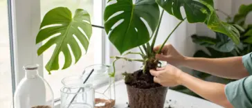 A bright, indoor scene illustrating how to propagate a Monstera plant. A person is carefully holding a healthy Monstera cutting with established roots, positioning it over a textured pot filled with soil. The large, vibrant green leaves have characteristic splits, and the surrounding white table holds various propagation supplies, including glass jars with water, scissors, and containers of potting medium, all illuminated by natural light from a nearby window.