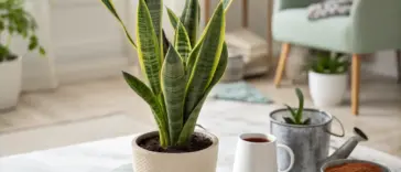 A healthy, vibrant snake plant (Sansevieria trifasciata) with yellow-edged, variegated leaves sits in a stylish, off-white ceramic pot on a marble coffee table, illustrating essential Snake Plant Care. The surrounding scene includes gardening tools like small scissors, a watering can, a mug, and bowls of fresh soil and amendments, suggesting a repotting or care session in a bright, modern living room.