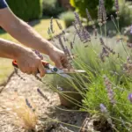 A close-up of a gardener in a sunny garden using a pair of orange and black handled pruning shears to carefully prune lavender plant stems, encouraging healthy growth and harvesting the fragrant purple flowers.