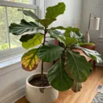 A struggling indoor fiddle leaf fig tree in a decorative white pot, positioned next to a bright window. The plant shows signs of needing improved Fiddle Leaf Tree Care, with several lower leaves turning yellow and developing brown, crispy spots, while the upper leaves remain mostly green.