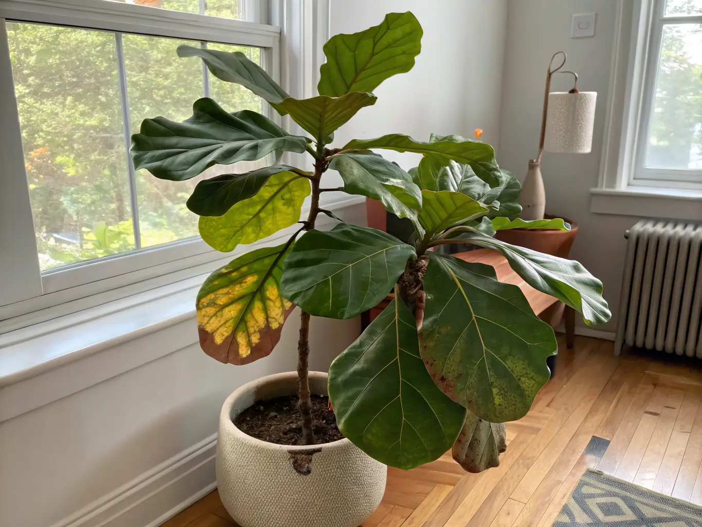 A struggling indoor fiddle leaf fig tree in a decorative white pot, positioned next to a bright window. The plant shows signs of needing improved Fiddle Leaf Tree Care, with several lower leaves turning yellow and developing brown, crispy spots, while the upper leaves remain mostly green.