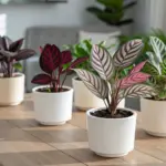 A beautiful collection of various Calathea Plant Varieties in stylish white ceramic pots, arranged on a light-colored wooden table in a brightly lit room. The plant in the foreground features striking leaves with pink and dark green stripes, while other varieties in the background showcase deep-burgundy foliage and intricate, decorative leaf patterns, highlighting the diversity of these popular houseplants.