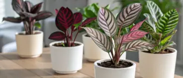 A beautiful collection of various Calathea Plant Varieties in stylish white ceramic pots, arranged on a light-colored wooden table in a brightly lit room. The plant in the foreground features striking leaves with pink and dark green stripes, while other varieties in the background showcase deep-burgundy foliage and intricate, decorative leaf patterns, highlighting the diversity of these popular houseplants.