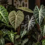 A lush, detailed close-up of various Alocasia Plant Varieties, showcasing a stunning diversity of foliage. The collection includes plants with large, heart-shaped, and arrowhead leaves in shades of deep emerald green, velvety black, and textured chartreuse. Striking, contrasting veins in white and light green trace intricate patterns on the leaves, highlighting the unique beauty of these popular indoor houseplants.