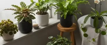 A collection of vibrant "Bathroom Plants" are arranged in a well-lit bathroom, featuring a diverse range of greenery in various pots, including a white orchid next to a bathtub, and several leafy plants on a windowsill.