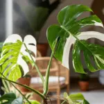 A stunning close-up of a Monstera Variegata, showcasing its large, fenestrated leaves with beautiful and contrasting white and green variegation in a brightly lit room.