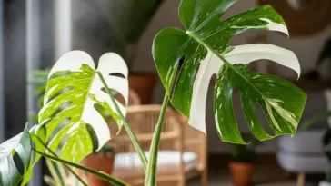 A stunning close-up of a Monstera Variegata, showcasing its large, fenestrated leaves with beautiful and contrasting white and green variegation in a brightly lit room.