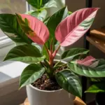 A stunning Pink Princess Philodendron with vibrant, variegated pink and dark green leaves thriving in a white pot, showcasing the results of proper Pink Princess Philodendron Care.