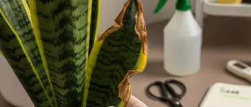 A person's gloved hand holding a snake plant leaf with brown, crispy edges, illustrating a common problem that is part of proper Snake Plant Care.
