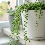 A close-up image showcasing a healthy String of Pearls plant in a white speckled pot, an excellent example of proper String of Pearls Care. The succulent's long, trailing stems with vibrant green, bead-like leaves cascade beautifully over the side of the pot, which is placed on a light-colored windowsill to receive bright, indirect light.