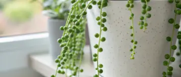 A close-up image showcasing a healthy String of Pearls plant in a white speckled pot, an excellent example of proper String of Pearls Care. The succulent's long, trailing stems with vibrant green, bead-like leaves cascade beautifully over the side of the pot, which is placed on a light-colored windowsill to receive bright, indirect light.