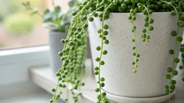 A close-up image showcasing a healthy String of Pearls plant in a white speckled pot, an excellent example of proper String of Pearls Care. The succulent's long, trailing stems with vibrant green, bead-like leaves cascade beautifully over the side of the pot, which is placed on a light-colored windowsill to receive bright, indirect light.