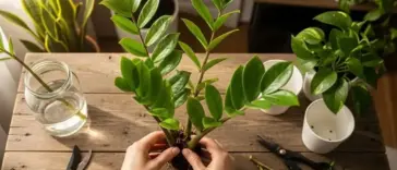 **Alt Text:** A pair of hands carefully performs ZZ Plant Propagation by dividing the rhizomes and roots of a healthy Zamioculcas zamiifolia over a rustic wooden table. Tools for propagation, including pruning shears and a cutting in a glass of water, are visible in the scene.