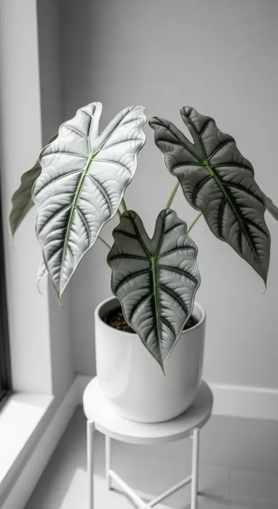 The architectural beauty of Alocasia Plant Varieties is on full display with this stunning Alocasia 'Silver Dragon'. Potted in a sleek white ceramic container on a matching minimalist stand, the plant's large, silvery leaves exhibit a dramatic, thick texture. Deep, dark green veins create a powerful contrast, highlighted by soft natural light from an adjacent window in a clean, modern setting.