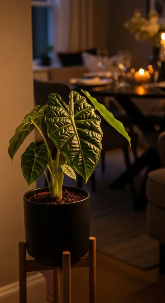 A beautiful Alocasia with large, glossy, and deeply textured green leaves serves as an elegant piece of decor. This example of popular Alocasia Plant Varieties sits in a modern matte black pot on a simple wooden stand. The plant is warmly lit, drawing the eye, while the soft-focus background shows a cozy dining room with the gentle glow of candlelight, creating a serene and sophisticated evening ambiance.