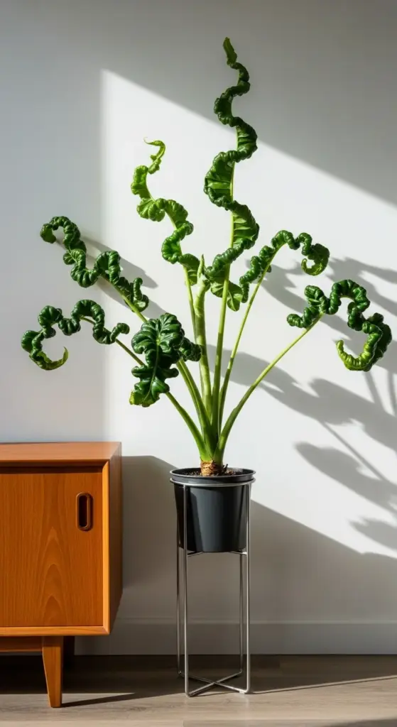 A rare and sculptural plant, showcasing the incredible diversity within Alocasia Plant Varieties. This unique Alocasia, resembling a 'Flying Squid', features long stems with vibrant green leaves that are dramatically curled and twisted like ribbons. Potted in a black container on a tall, minimalist metal stand, it sits next to a mid-century modern wooden cabinet. Bright sunlight casts sharp, artistic shadows of the plant's form on the white wall behind it, highlighting its status as a piece of living art.