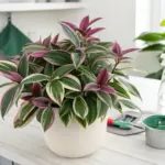 A vibrant potted Tradescantia Nanouk plant with striking pink, green, and white variegated leaves sits on a light-colored countertop, illustrating essential aspects of Tradescantia Nanouk Care.