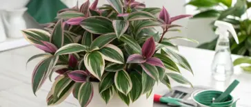 A vibrant potted Tradescantia Nanouk plant with striking pink, green, and white variegated leaves sits on a light-colored countertop, illustrating essential aspects of Tradescantia Nanouk Care.