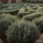 Lush rosemary garden design featuring a geometric hedge maze with fragrant silver-green bushes and delicate purple flowers, creating a serene and intricate landscape.