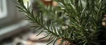 A close-up, high-quality image of a healthy rosemary plant in a terracotta pot, positioned on a sunlit windowsill. The long, green, needle-like leaves are in sharp focus, showcasing the plant's vibrant texture. This image is ideal for an article or guide on Rosemary Plant Care, highlighting a thriving indoor plant.