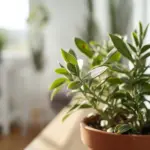 Indoor Sage Plant in a terracotta pot on a sunny windowsill, featuring fuzzy green leaves and bright natural light for growing herbs indoors.