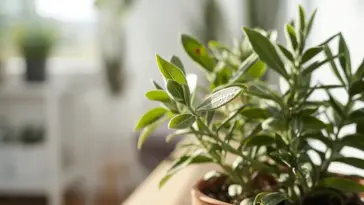Indoor Sage Plant in a terracotta pot on a sunny windowsill, featuring fuzzy green leaves and bright natural light for growing herbs indoors.