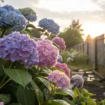 Vibrant blue, purple, and pink hydrangea blossoms thriving in a sunlit garden, showcasing the beauty of growing hydrangeas with lush green foliage, a wooden fence, and soft sunlight illuminating the blooms against a serene sky.
