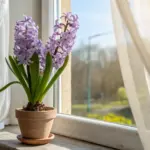 A potted hyacinth flower with vibrant purple blooms and lush green leaves sits on a wooden windowsill, bathed in sunlight filtering through sheer white curtains. Outside the window, a blurred view of trees and a clear blue sky is visible, creating a serene indoor-outdoor scene.