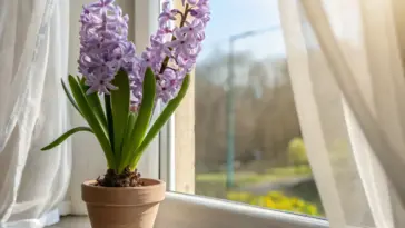 A potted hyacinth flower with vibrant purple blooms and lush green leaves sits on a wooden windowsill, bathed in sunlight filtering through sheer white curtains. Outside the window, a blurred view of trees and a clear blue sky is visible, creating a serene indoor-outdoor scene.