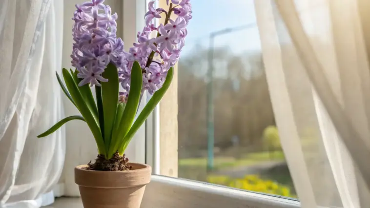 A potted hyacinth flower with vibrant purple blooms and lush green leaves sits on a wooden windowsill, bathed in sunlight filtering through sheer white curtains. Outside the window, a blurred view of trees and a clear blue sky is visible, creating a serene indoor-outdoor scene.