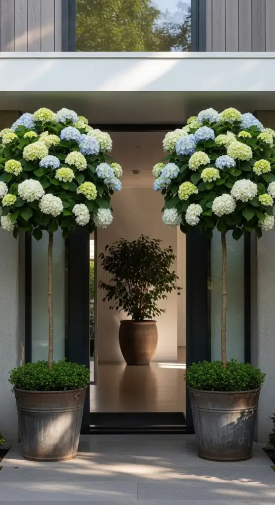 Two elegant standard-form hydrangeas—trained as small trees with lush white and blue blooms atop slender trunks—flank a modern home’s entrance in weathered metal planters, with low boxwood underplanting and a potted indoor tree visible through the glass door, exemplifying sophisticated, architectural hydrangea landscaping ideas for high-impact curb appeal and contemporary design.