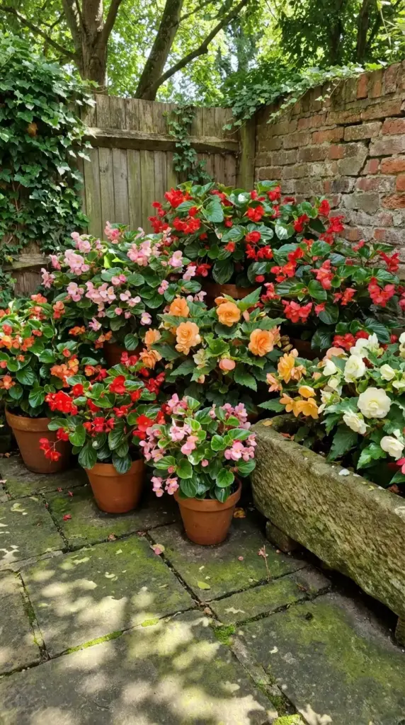A vibrant and texture-rich example of Patio Flower Ideas featuring a dense collection of terra cotta pots and a rustic stone trough filled with wax begonias in shades of scarlet red, soft pink, coral orange, and creamy white. The arrangement is tucked into a cool, shaded corner of a mossy stone patio, bordered by an ivy-covered brick wall and a weathered wooden fence.