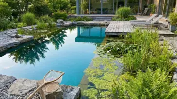 Natural pool turning green with algae bloom beside a healthy regeneration zone, showing toxin-free natural pool care and eco-friendly water clearing