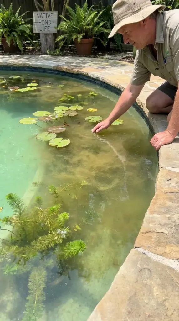 Green natural pool water showing early algae bloom signs in a natural swimming pool ecosystem