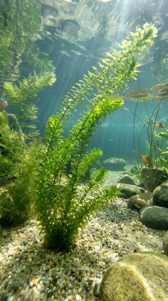 Anacharis aquatic plant in clear water for natural pool oxygenation and filtration