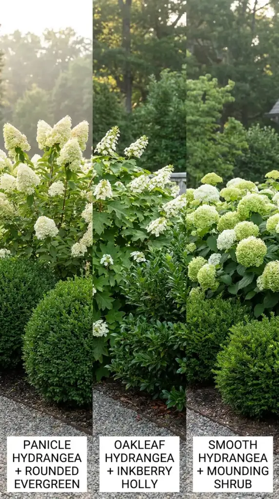Hydrangea types matched with evergreen forms for balanced layered landscape design