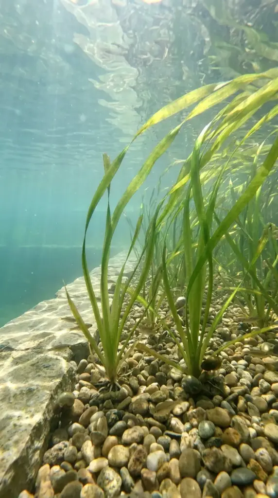 Vallisneria in a natural pool adding underwater structure and helping stabilize water quality