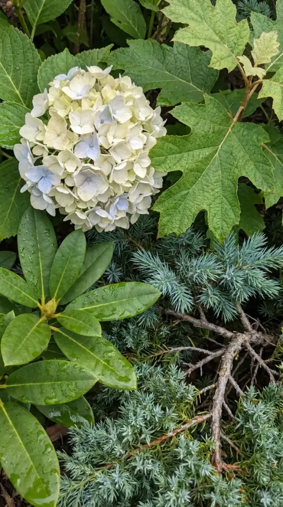 Texture contrast between hydrangea blooms and evergreen foliage in a layered shrub border