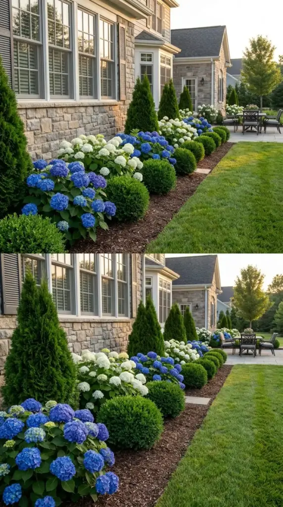 Repeated hydrangea and evergreen plantings creating designer rhythm in a shrub border