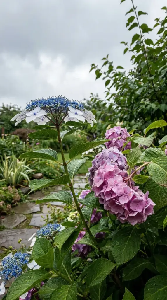 Lacecap and mophead hydrangea performance in rain and heat showing bloom weight and weather tolerance