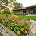 Vibrant heat-tolerant zinnias blooming in a beautifully landscaped summer garden bed.