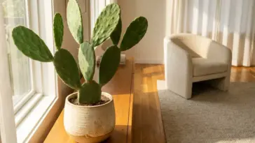 A beautifully styled prickly pear cactus in a modern, sun-drenched living room setting.