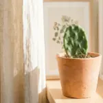 A healthy potted prickly pear cactus on a sunlit windowsill, showing successful indoor propagation.